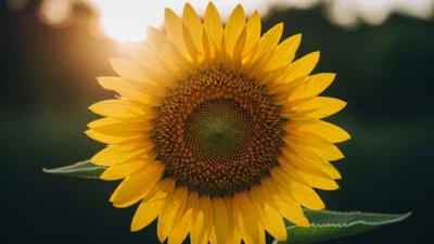 sunflower symbolism